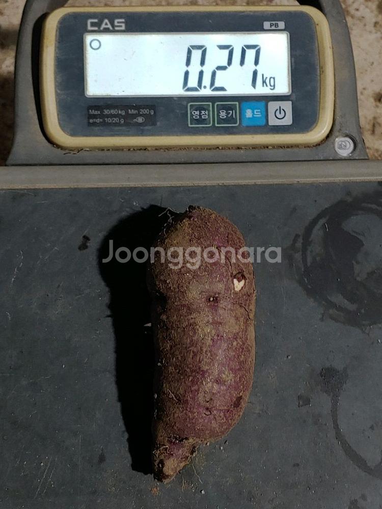 친환경 무농약 밤고구마 10kg--5