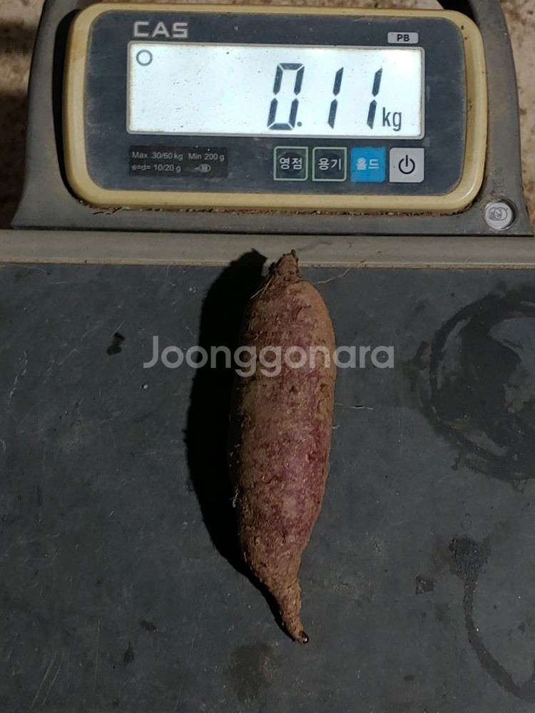 친환경 무농약 밤고구마 10kg--2