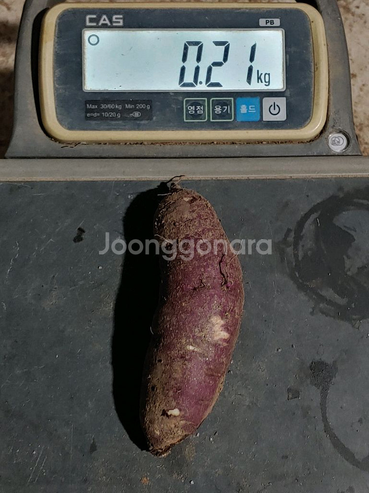 친환경 무농약 밤고구마 10kg--4
