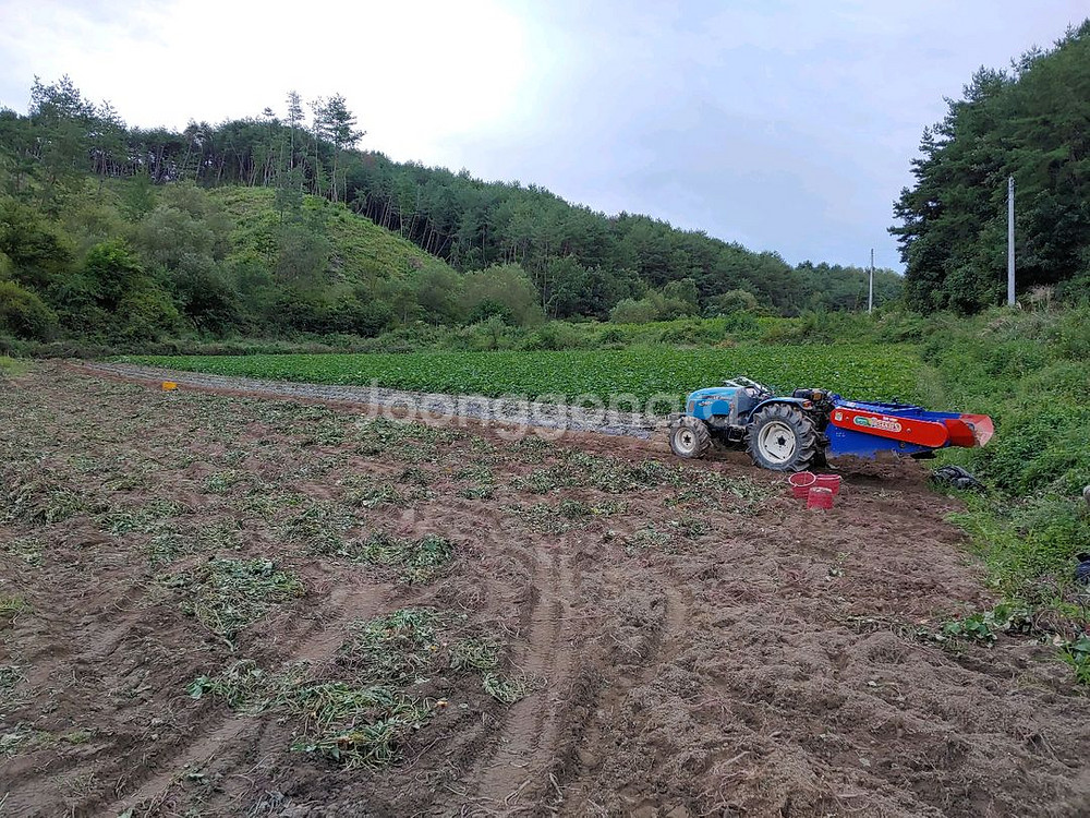 친환경 무농약 밤고구마 10kg--1