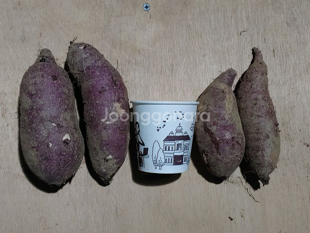 친환경 무농약 밤고구마 10kg--6