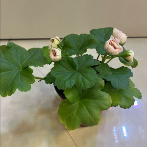 대너리스 제라늄