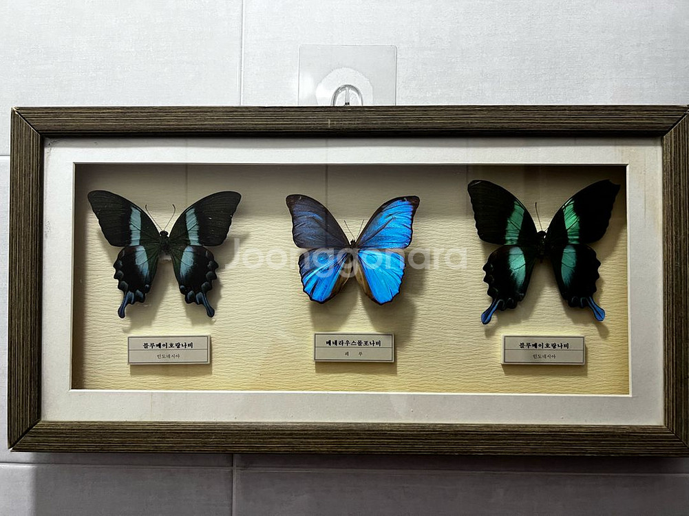 나비 표본--1