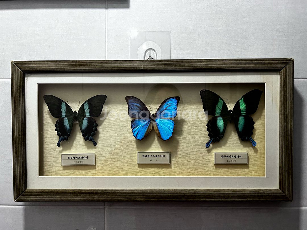 나비 표본--0