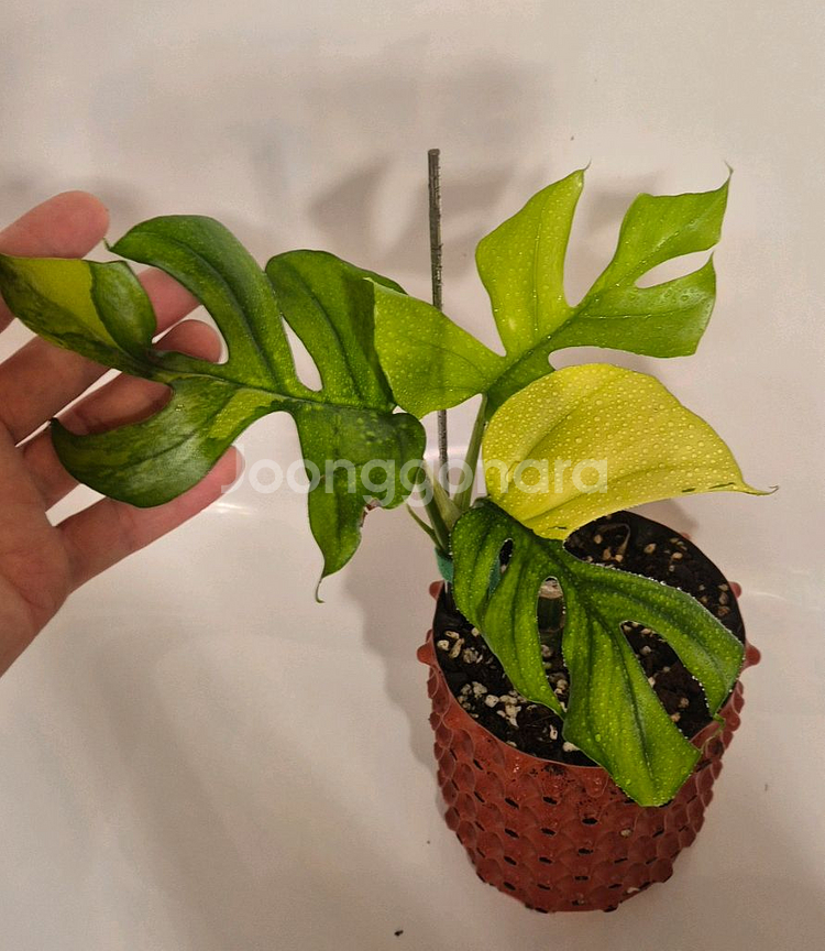 옐로우 히메몬스테라 무천이--0