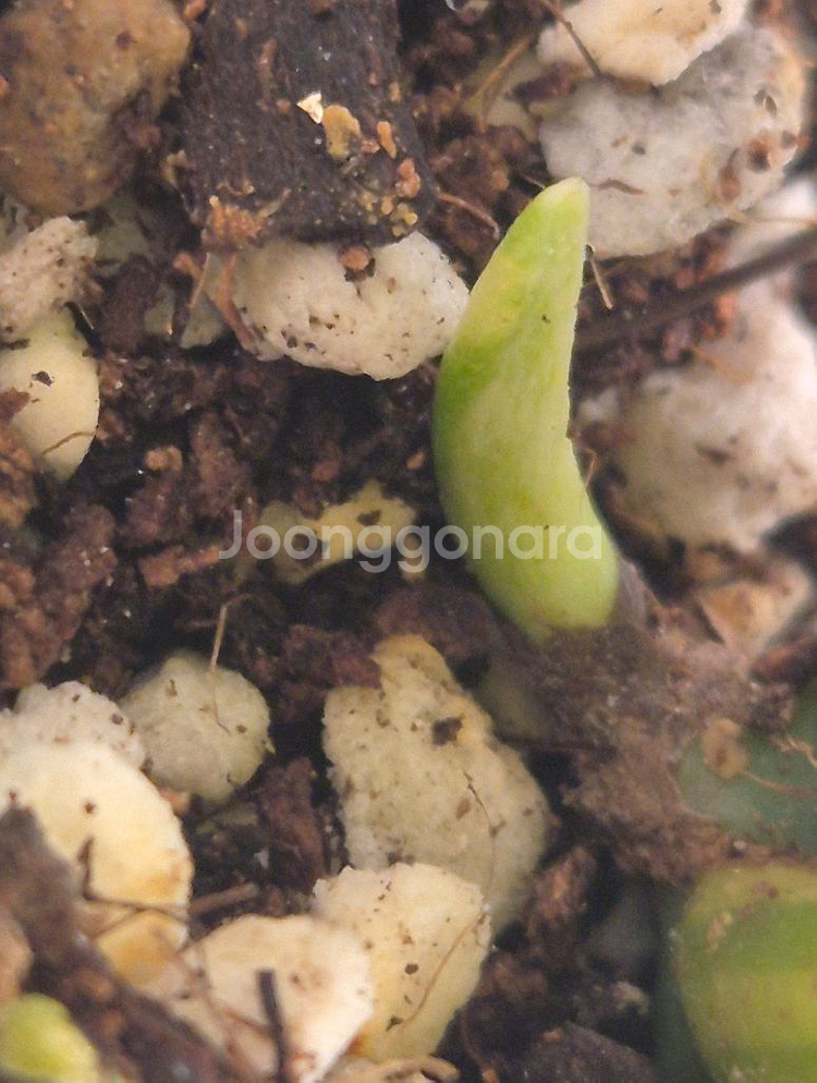 옐로우 히메몬스테라 무천이--1