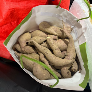 어제 수확한 햇고구마 2kg 판매합니다