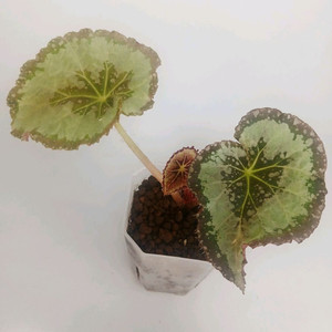 베고니아 화이트 스웨이드