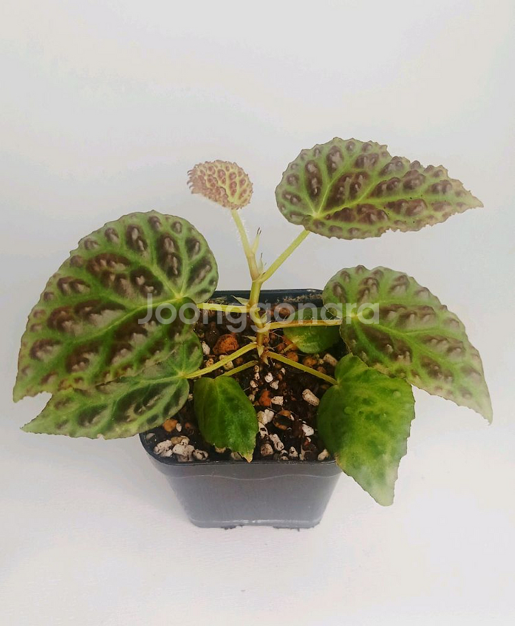 베고니아 드라코펠타--0