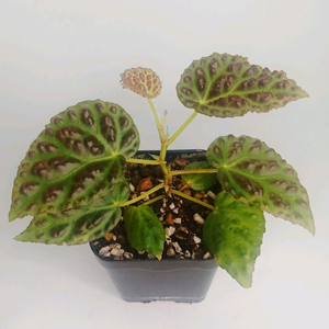 베고니아 드라코펠타