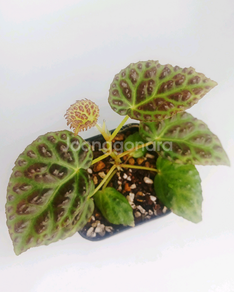 베고니아 드라코펠타--1