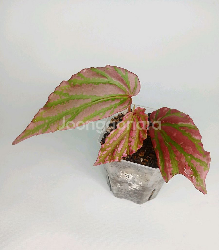 람풍 크레이지핑크--0