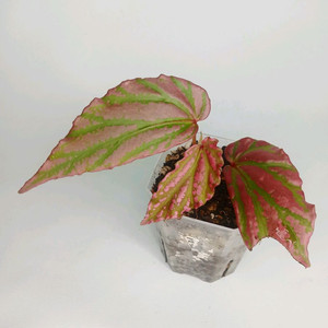 람풍 크레이지핑크