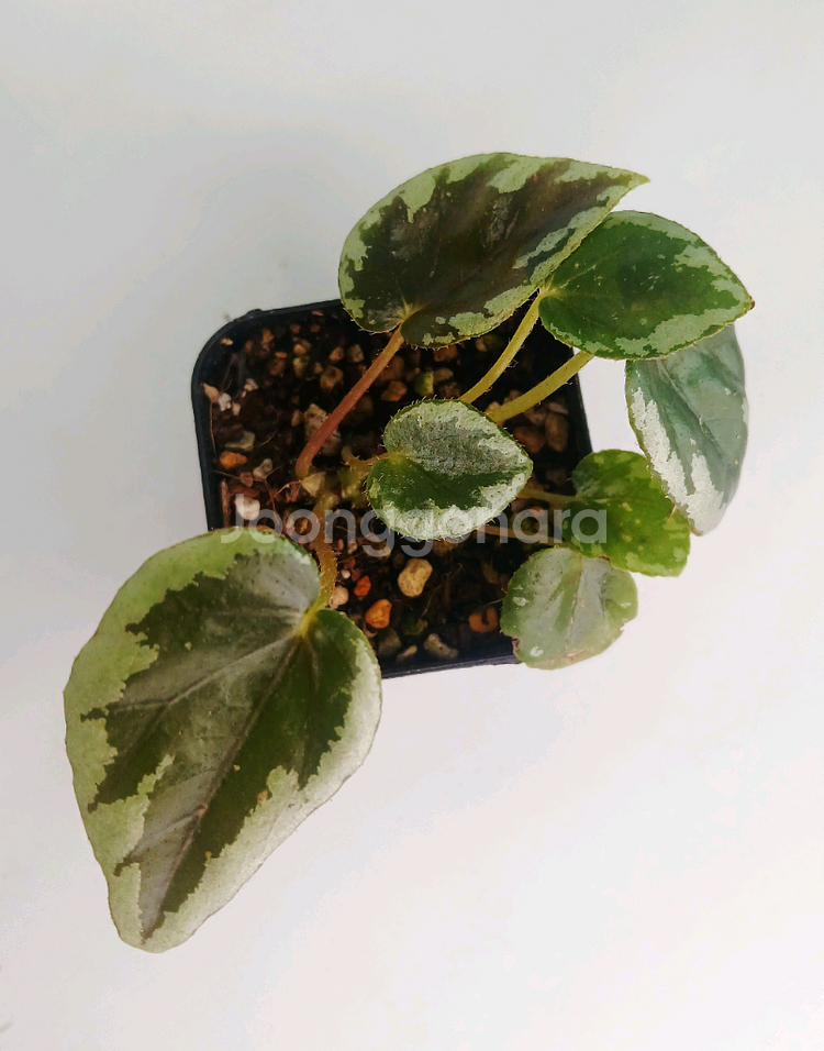 베고니아 탕호아--0