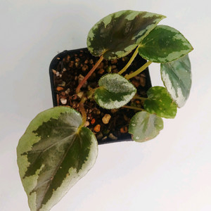 베고니아 탕호아