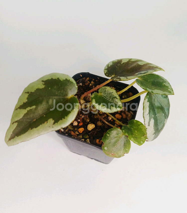 베고니아 탕호아--1