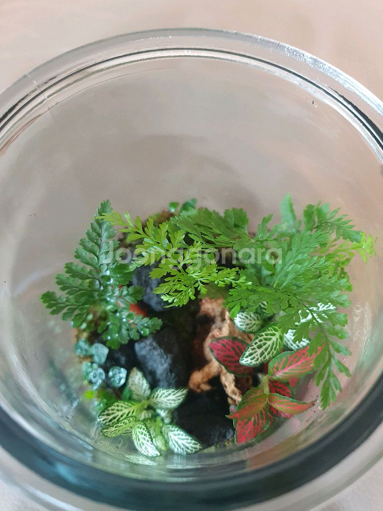 테라리움--2