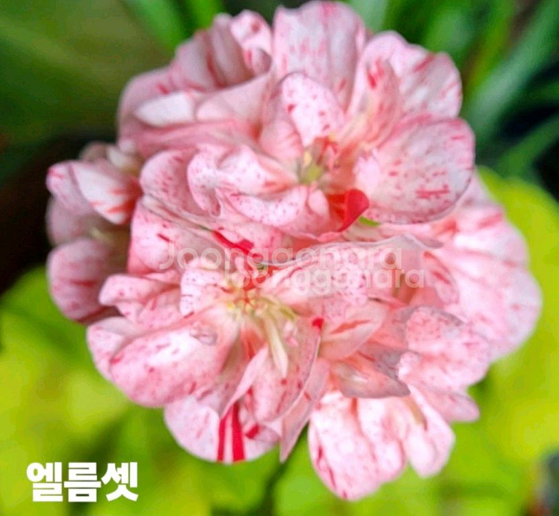 제라늄 엘름셋--0