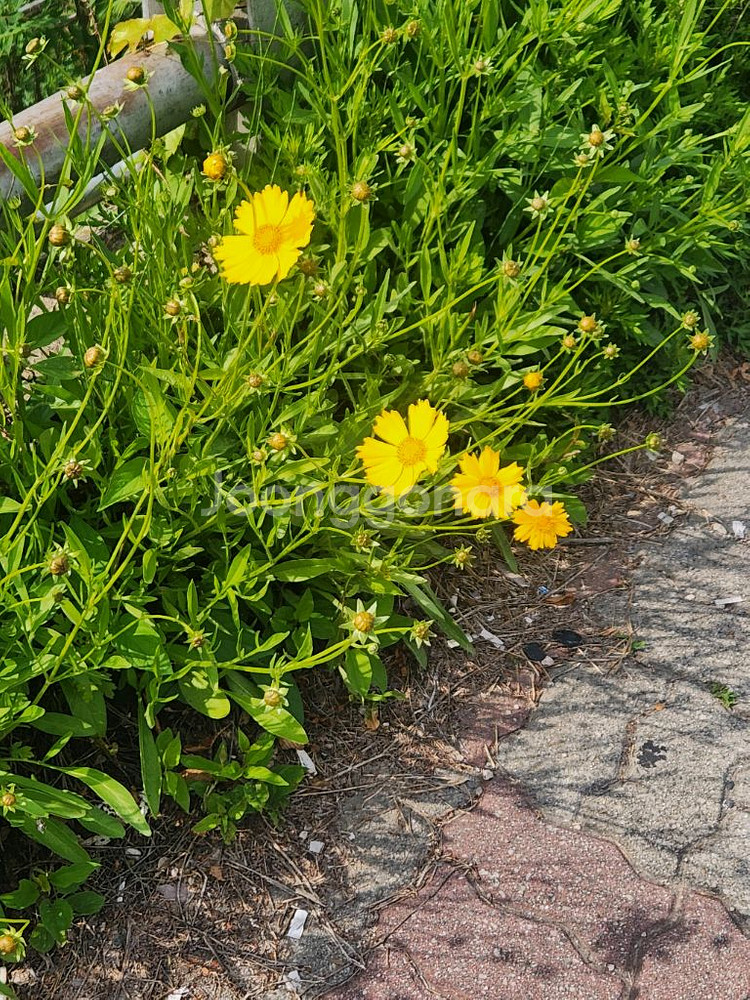 cgv 4d imax screenX sweet box--0