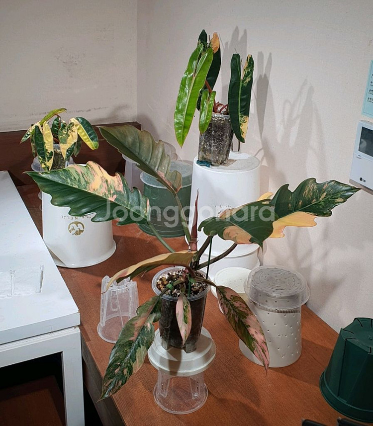 카라멜마블 1,, 빌리 2--0