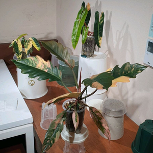 카라멜마블 1,, 빌리 2