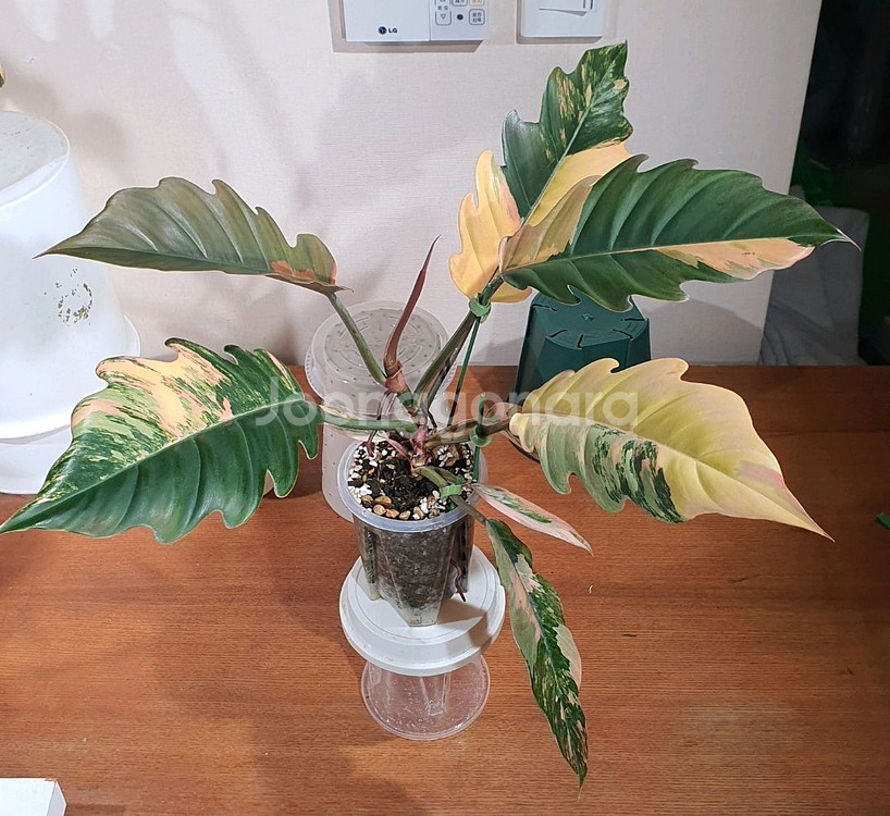 카라멜마블 1,, 빌리 2--1