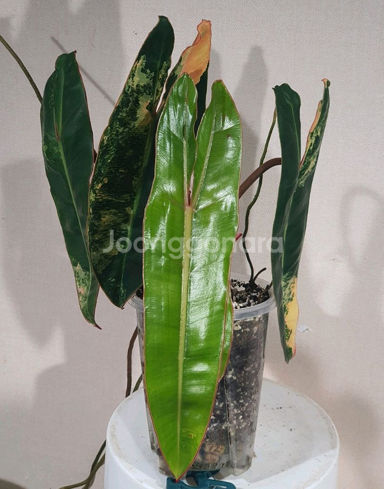 카라멜마블 1,, 빌리 2--3