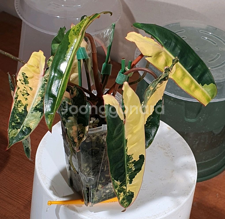 카라멜마블 1,, 빌리 2--2