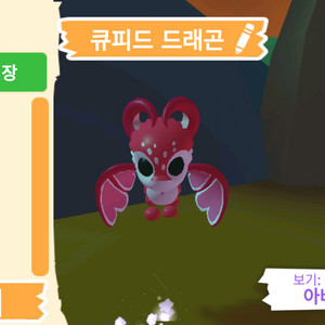 입양하세요 펫 큐피드 드래곤 판매합니다