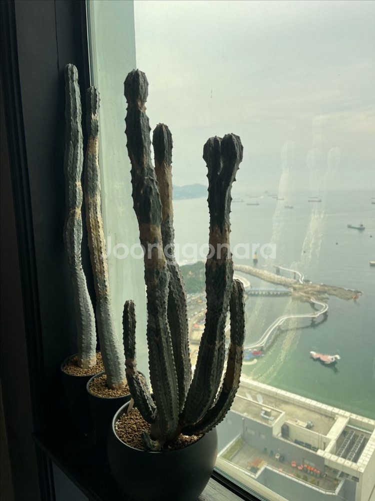 아브델쿠리 압델쿠리 아프리카식물--0