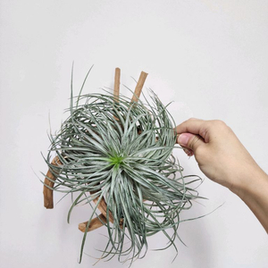 틸란드시아 코튼켄디 + 나무 유목