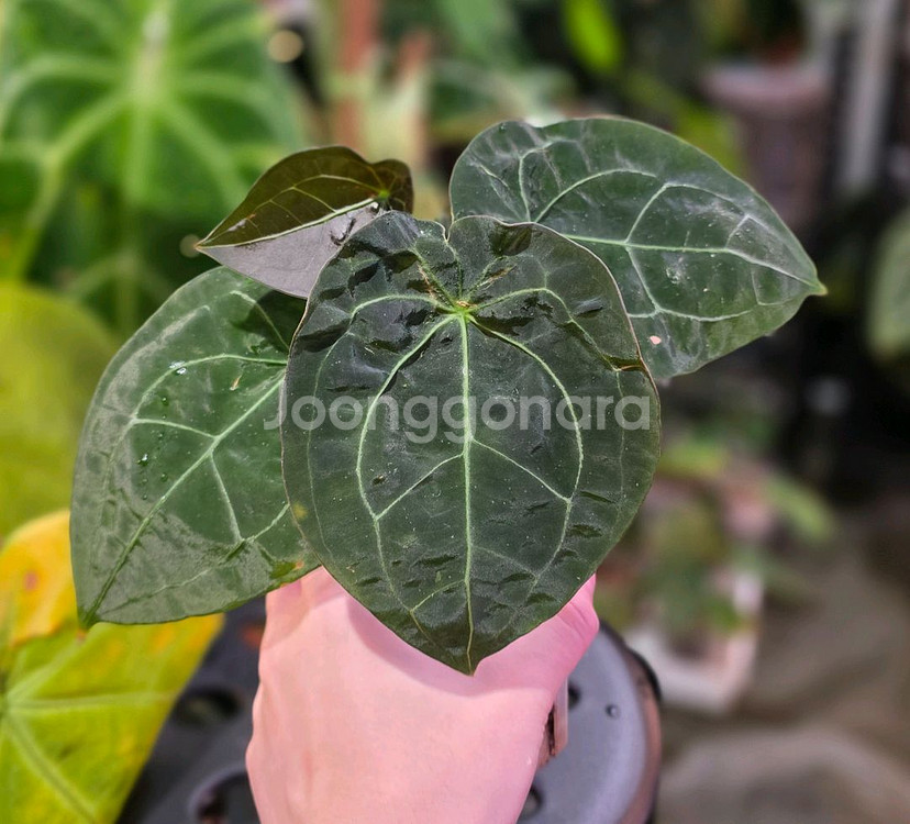 안스리움 포게티(dark) x 파필 퍼플 하이브리드--0