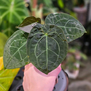 안스리움 포게티(dark) x 파필 퍼플 하이브리드