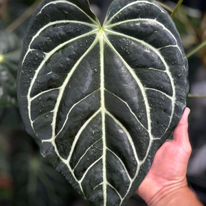 칼라블랙키 PM2 x PM1 (Paul)