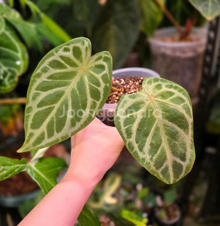 안스리움 블루크리스탈리넘--0