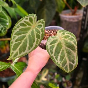 안스리움 블루크리스탈리넘