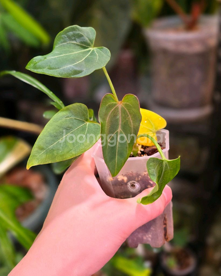 안스리움 파필 퍼플 x 매그니피컴 하이브리드--0