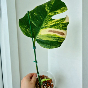 옐로우몬스테라