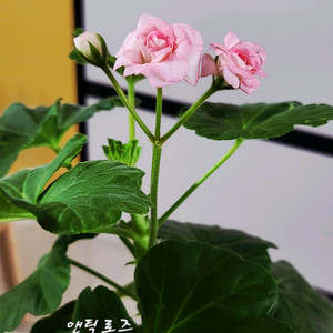 제라늄.앤틱로즈