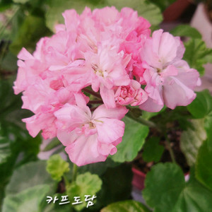 제라늄.카프도담