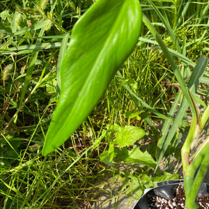 몬스테라 딜라체리타