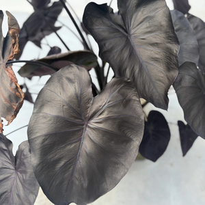 콜로카시아 블랙코랄 판매 이미지