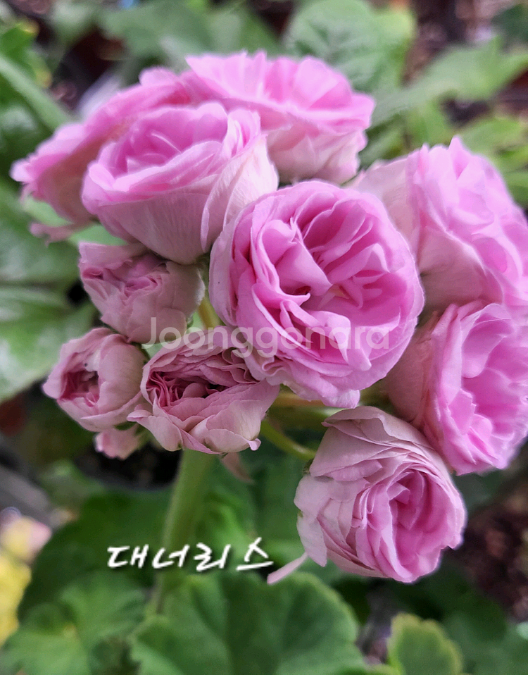 제라늄. 대너리스--0