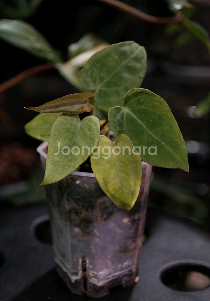 안스리움 크리스탈건3 x 파필 하이브리드--0