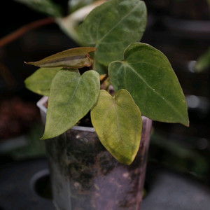 안스리움 크리스탈건3 x 파필 하이브리드