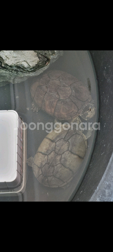 구피 구해요 구피 대량 사요 무분해주실분도 찾아요--0