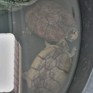 구피 구해요 구피 대량 사요 무분해주실분도 찾아요