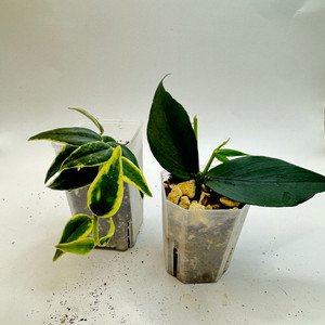 호야 2종세트 벨라알보마지나타 폴리네우라 택포가격