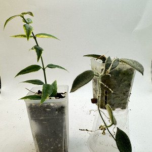 호야 2종세트 택포 벨라알보마지나타 톰소니