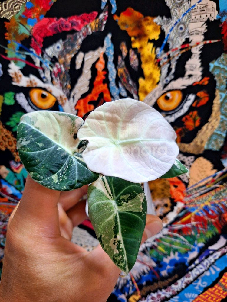 알로카시아 블랙벨벳 화이트핑크 바리에가타--0